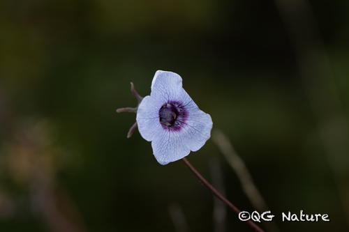 Codonopsis bulleyana, photograph 1