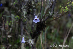 Codonopsis bulleyana
