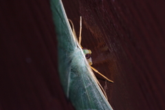 Pelagodes proquadraria
