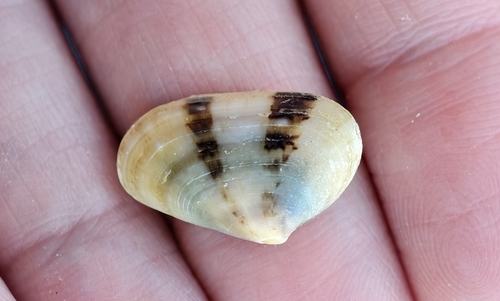 Donacilla cornea
