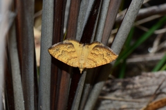 Chrysolarentia correlata