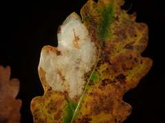 Tischeria ekebladella