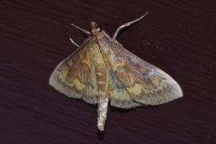 Ostrinia zaguliaevi