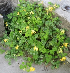 Pseudofumaria lutea