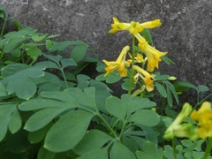 Pseudofumaria lutea