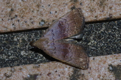 Polypogon ryukyuensis