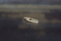 Scythropiodes issikii