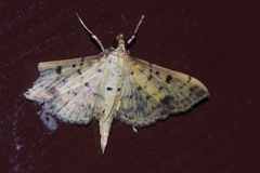 Herpetogramma cynaralis