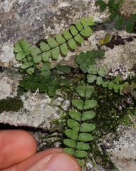Asplenium resiliens