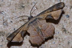 Monobolodes prunaria