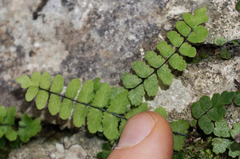 Asplenium resiliens