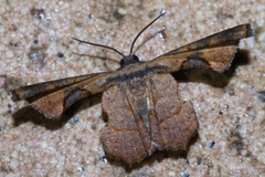 Monobolodes prunaria