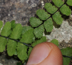 Asplenium resiliens
