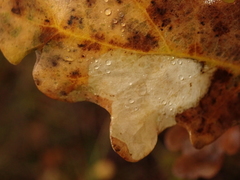 Tischeria ekebladella