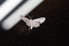 Monobolodes prunaria