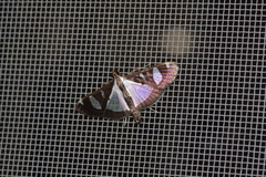 Glyphodes actorionalis