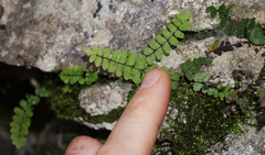 Asplenium resiliens
