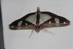 Glyphodes actorionalis