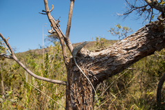 Polychrus acutirostris