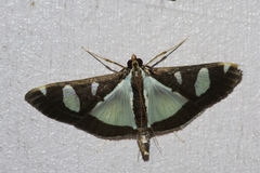 Glyphodes actorionalis