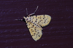 Conogethes punctiferalis