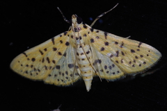 Conogethes punctiferalis