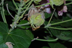 Conogethes punctiferalis