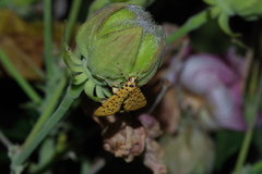 Conogethes punctiferalis