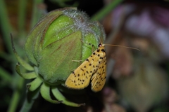 Conogethes punctiferalis