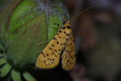 Conogethes punctiferalis