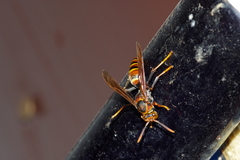 Polistes formosanus