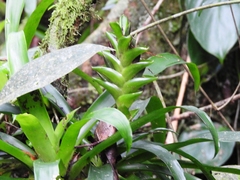 Tillandsia heliconioides