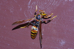Polistes formosanus