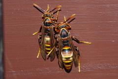 Polistes formosanus