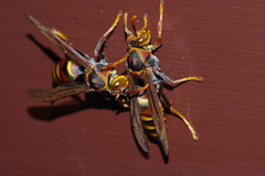 Polistes formosanus