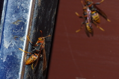 Polistes formosanus