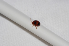 Sphaeroderma quadrimaculatum