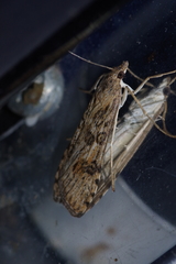 Nomophila noctuella