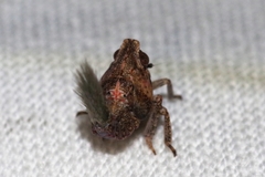 Nogodinidae