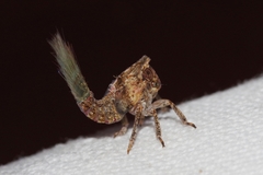 Nogodinidae