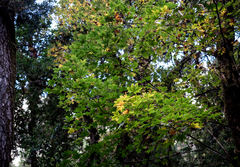 Acer campbellii