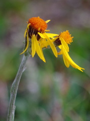 Tephroseris lindstroemii