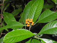 Palicourea racemosa