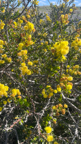 Kangaroo thorn