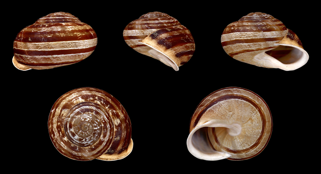 chocolate-band snail