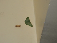 Pelagodes antiquadraria