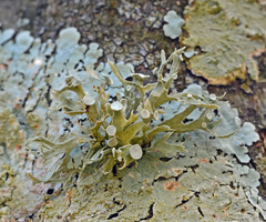 Ramalina culbersoniorum