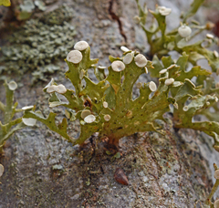 Ramalina culbersoniorum