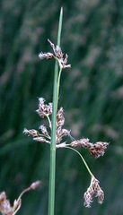 Schoenoplectus litoralis