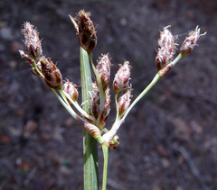 Schoenoplectus litoralis